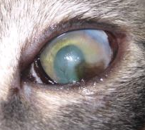 猫かぜ（猫風邪）猫ヘルペスウイルス感染　後遺症